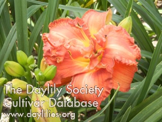Daylily Annabel's Rose